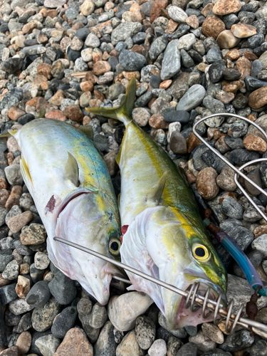 ツバイソの釣果