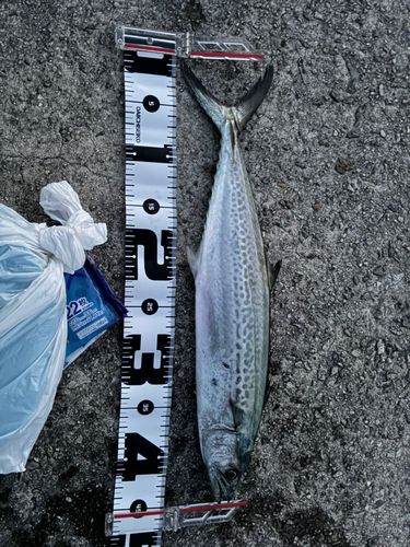 サゴシの釣果