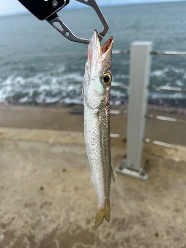 カマスの釣果
