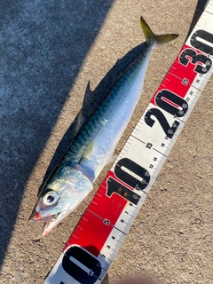 サバの釣果