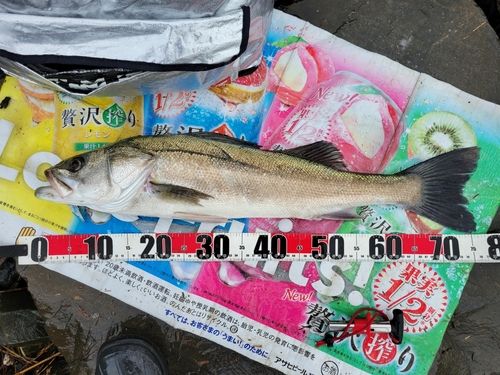 シーバスの釣果