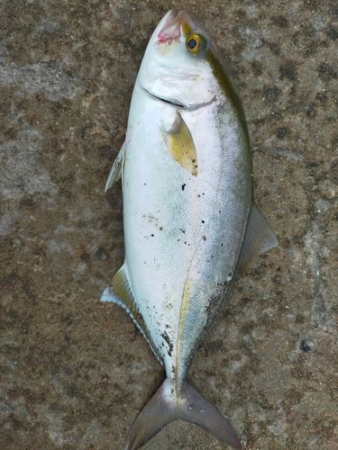 ショゴの釣果