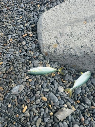 コゾクラの釣果