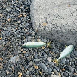 コゾクラ