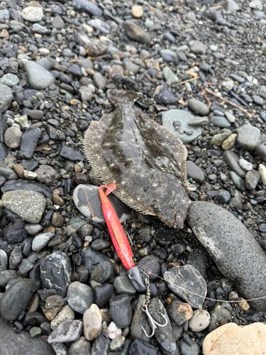 ソゲの釣果