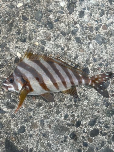 表浜名湖