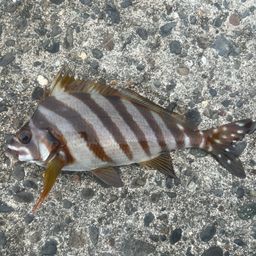 タカノハダイ