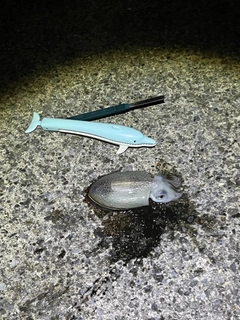 シリヤケイカの釣果