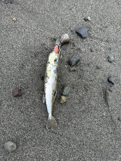 フグの釣果