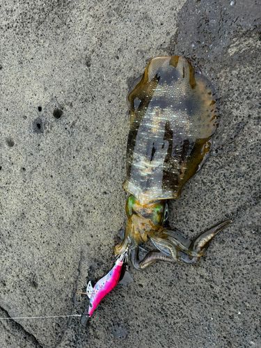 アオリイカの釣果