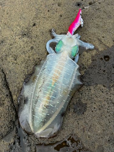 アオリイカの釣果