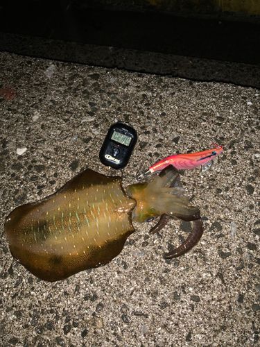 アオリイカの釣果