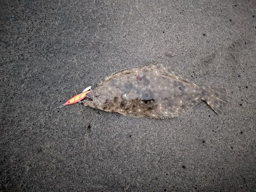 ヒラメの釣果