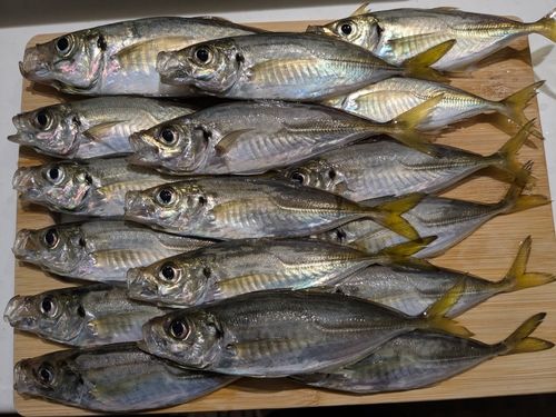 アジの釣果