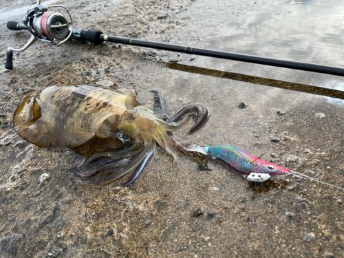 アオリイカの釣果