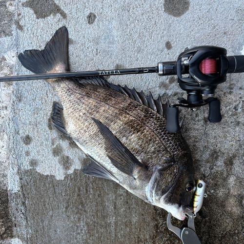 チヌの釣果