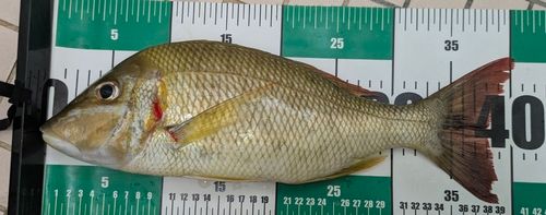 シモフリフエフキの釣果