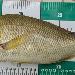 シモフリフエフキ