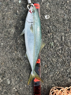フクラギの釣果