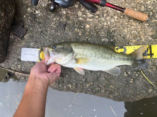 ブラックバスの釣果