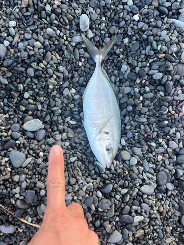 シマアジの釣果