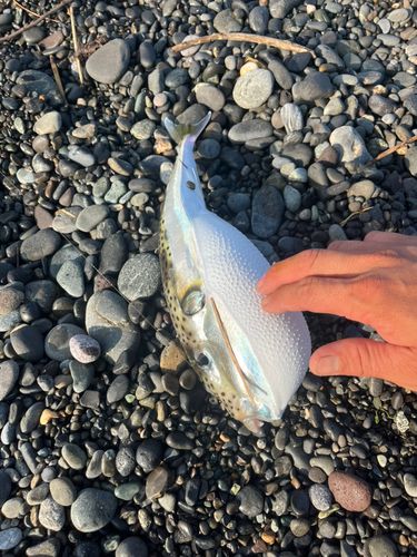 センニンフグの釣果