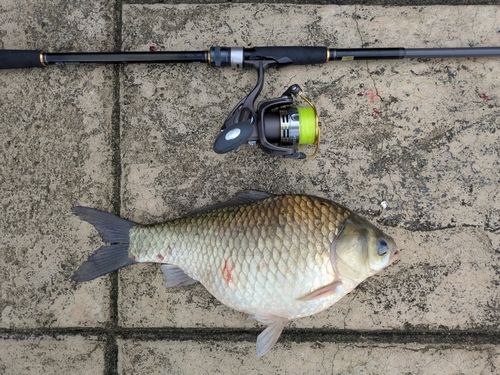 ヘラブナの釣果