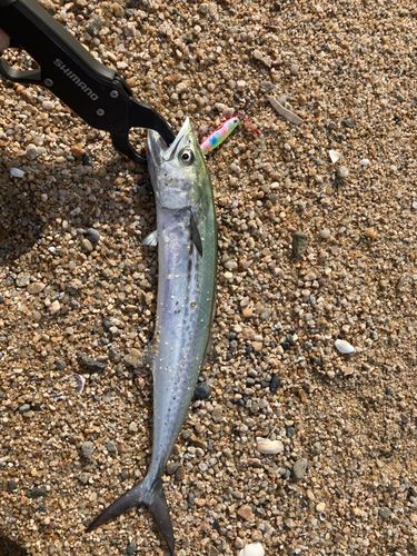 サゴシの釣果