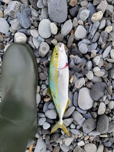 ワカシの釣果