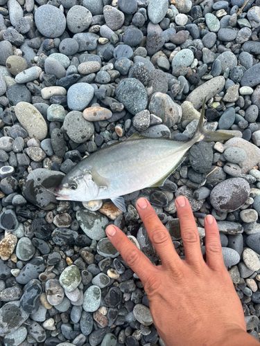 シマアジの釣果