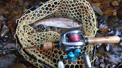 アマゴの釣果