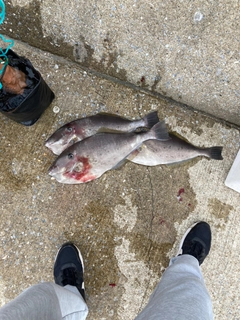 ウスバハギの釣果
