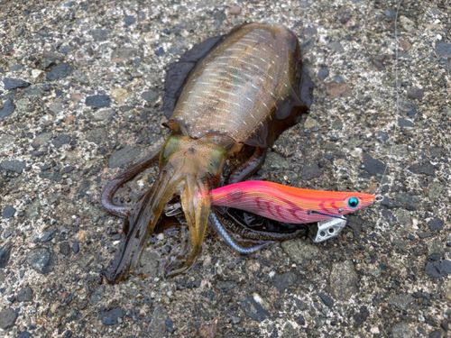 アオリイカの釣果