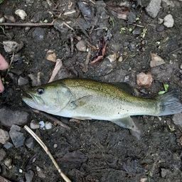 ラージマウスバス