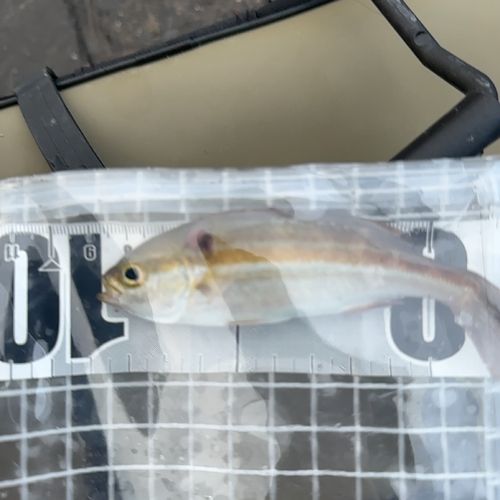 シマイサキの釣果