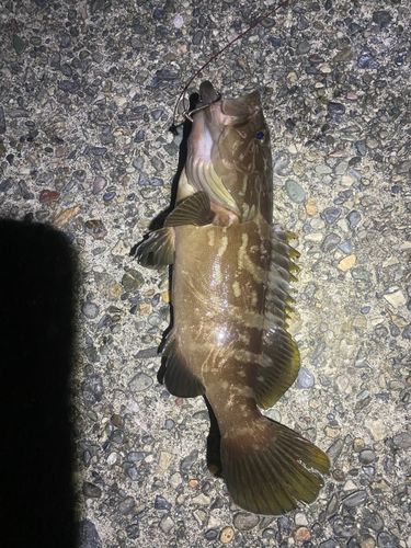 クエの釣果
