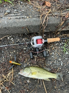 ラージマウスバスの釣果