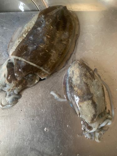 モンゴウイカの釣果