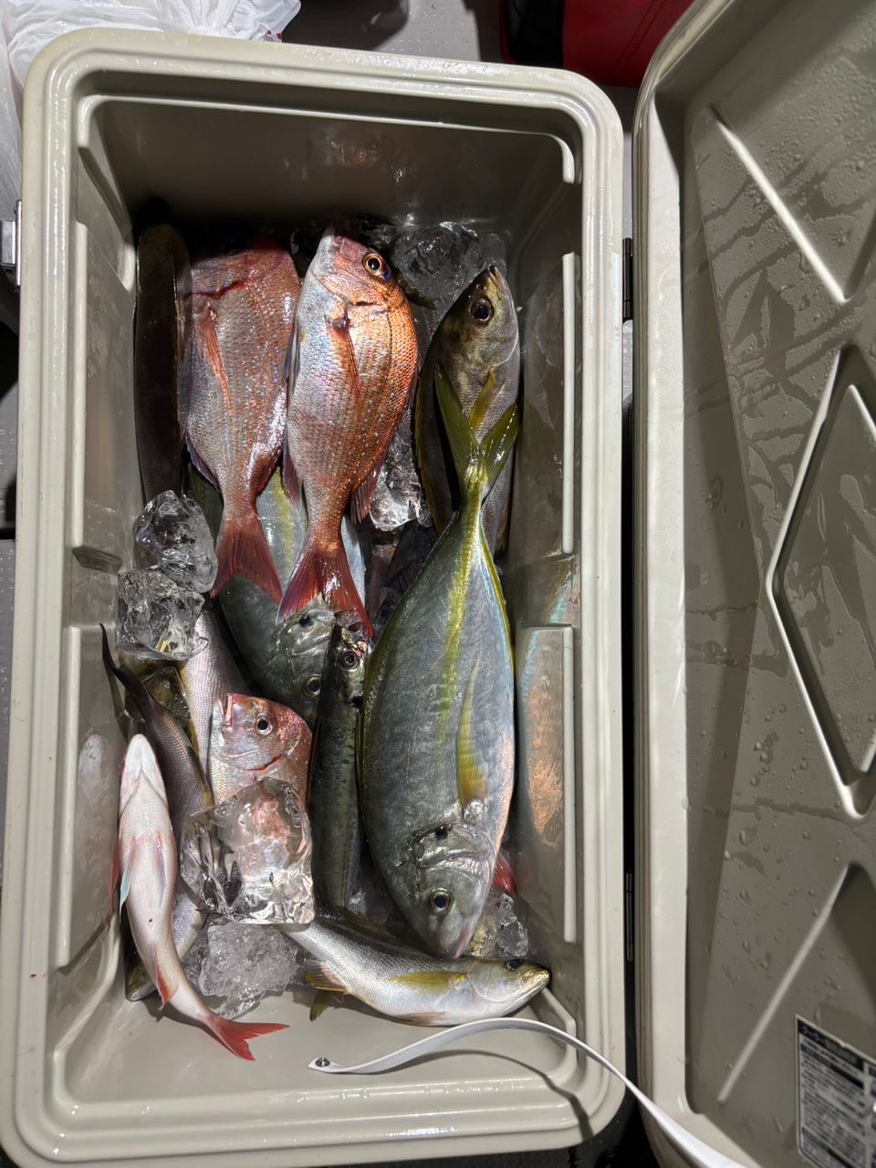 田畑良朗@なつき丸さんの釣果 2枚目の画像