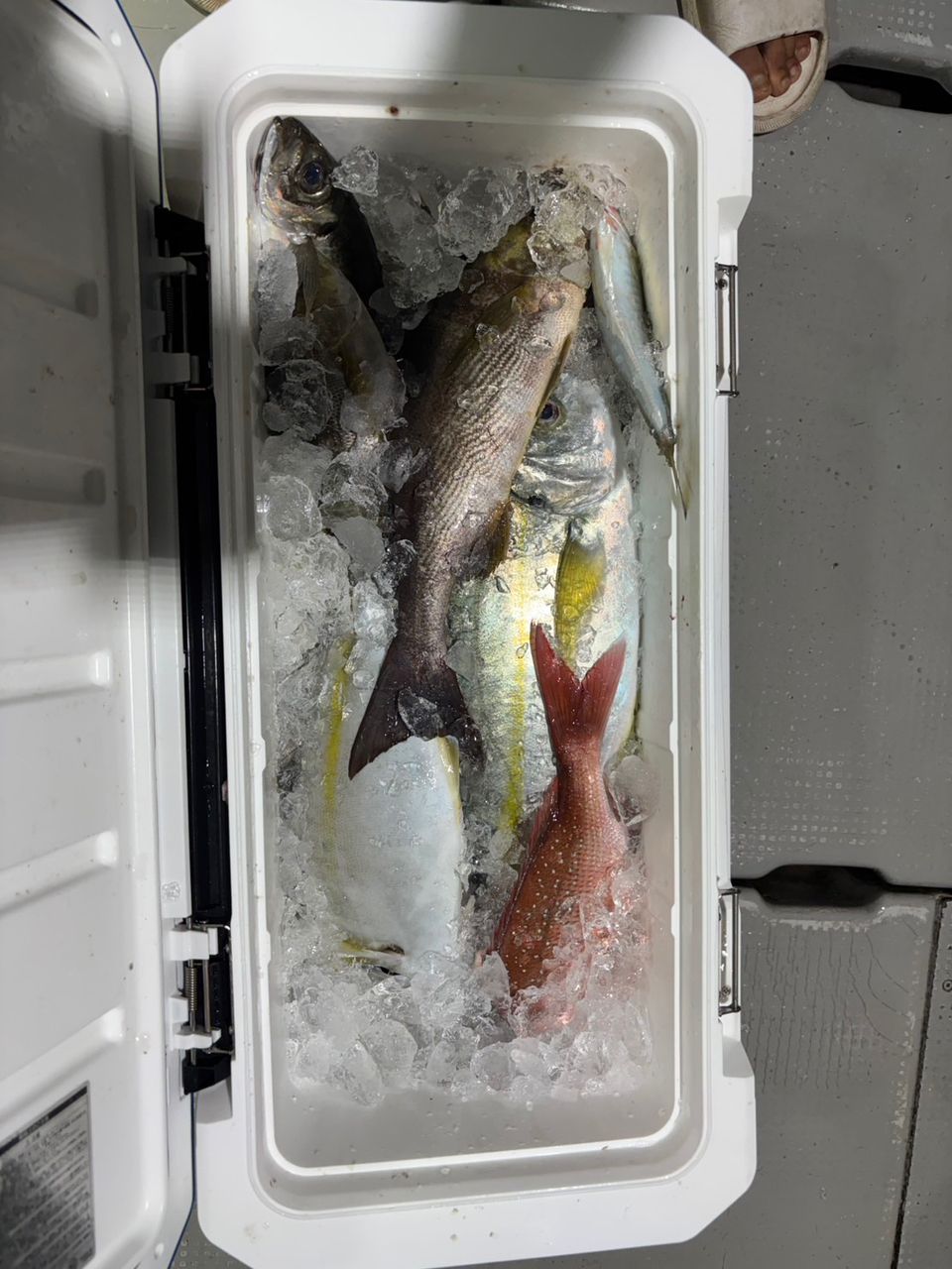 田畑良朗@なつき丸さんの釣果 3枚目の画像