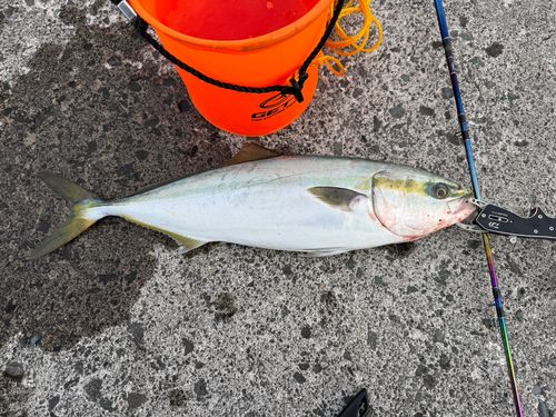 イナダの釣果