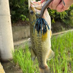 ブラックバス