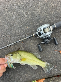 ラージマウスバスの釣果