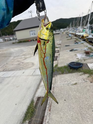 シイラの釣果