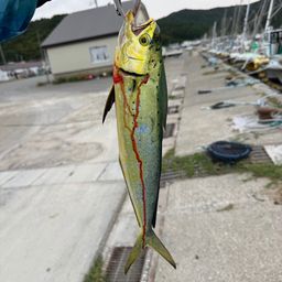 シイラ