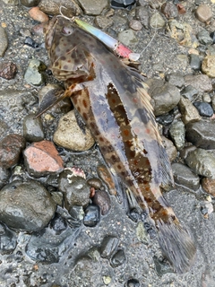 チャイロマルハタの釣果