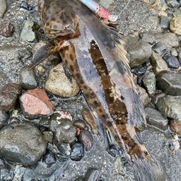 チャイロマルハタ