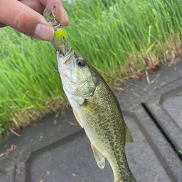 ラージマウスバス