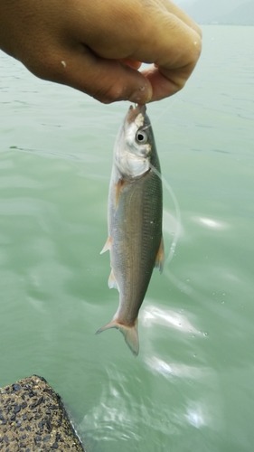 ウグイの釣果