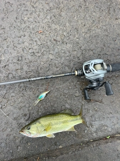 ラージマウスバスの釣果